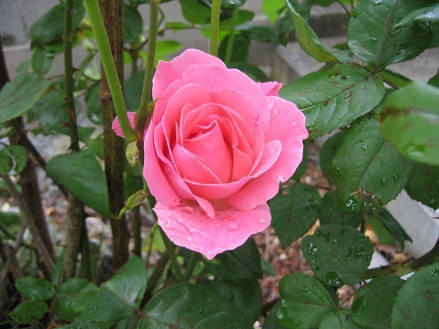 ピンクの薔薇の名前は 雑木の庭