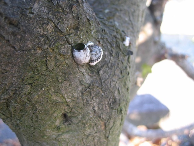 モミジに貝殻のようなものがついている件 雑木の庭